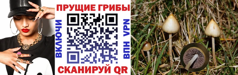 Псилоцибиновые грибы Psilocybine cubensis  Купить где  Вологда 